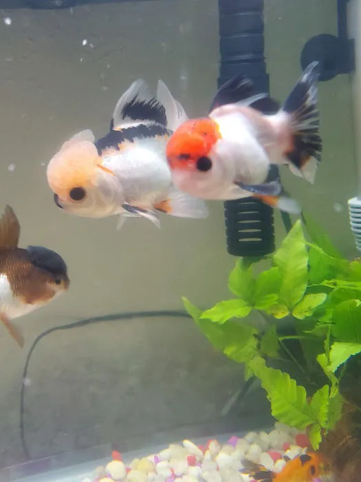 AquaZoo Picture 3
