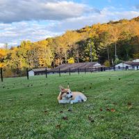 Hillside Animal Hospital ico