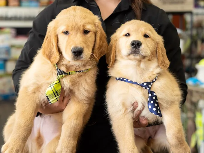 Petland Webster Picture 4