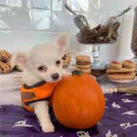 Petland Webster ico