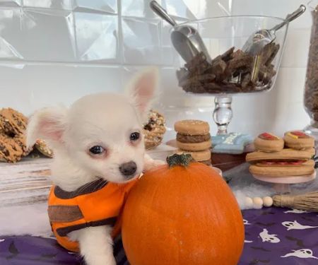 Petland Webster