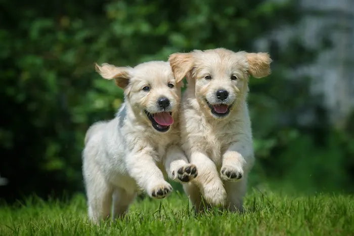Petland Webster Picture 7
