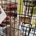 Petco