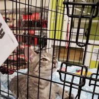 Petco ico
