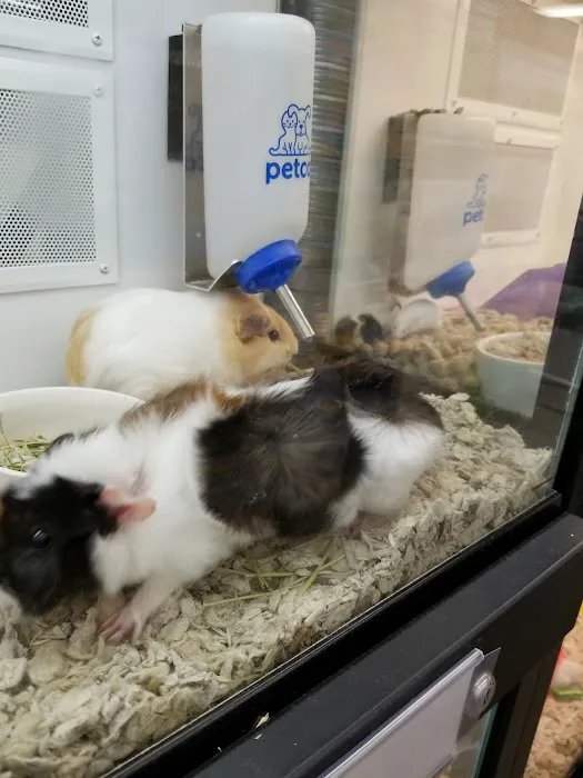 Petco Picture 10