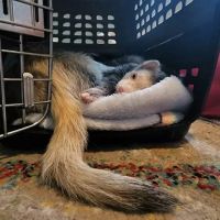 Commack Animal Hospital ico