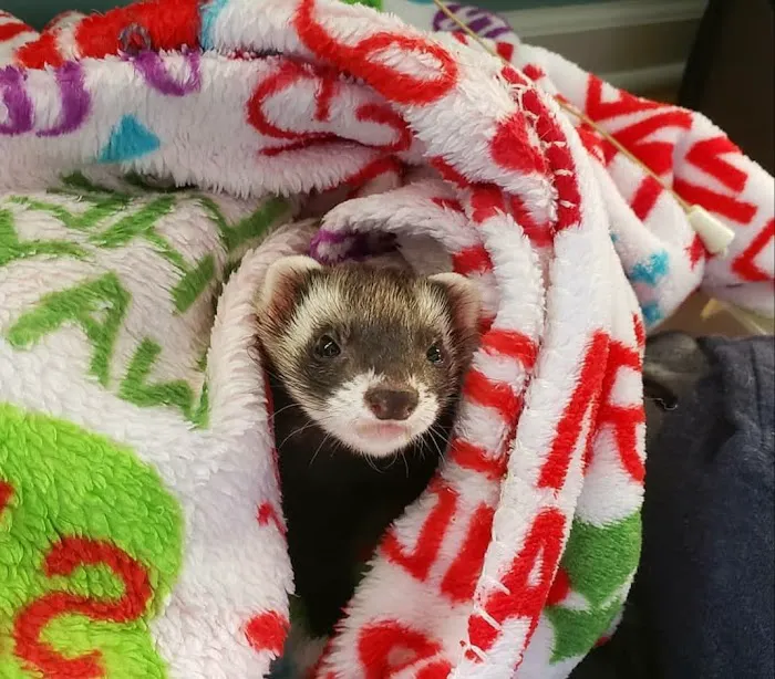 Commack Animal Hospital Picture 2