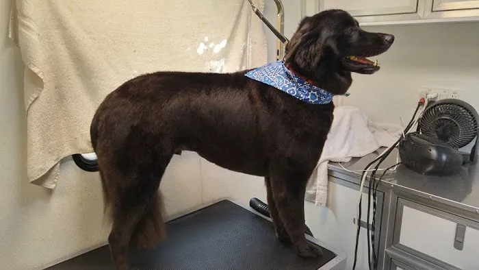 Created by Hand Pet Styling Picture 5