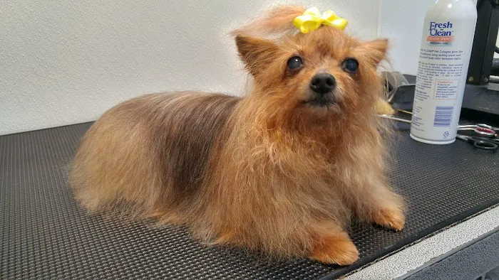 Created by Hand Pet Styling Picture 1