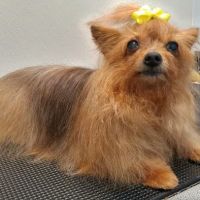 Created by Hand Pet Styling ico
