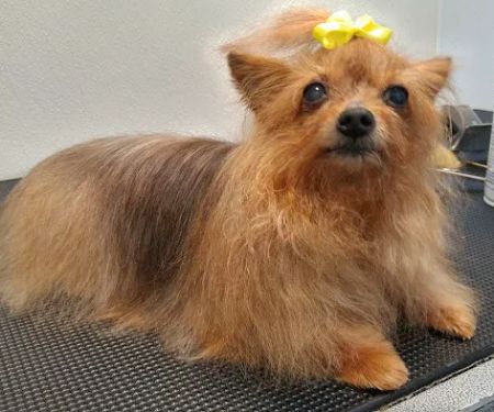 Created by Hand Pet Styling