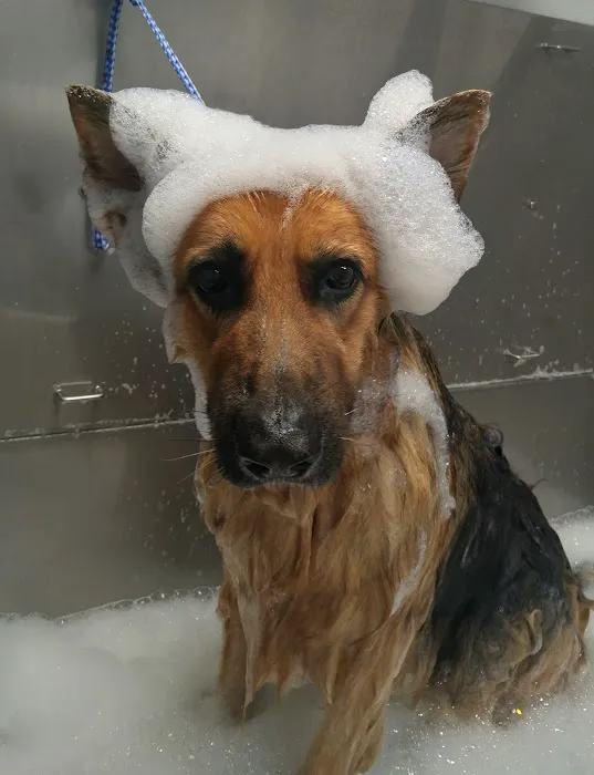 Created by Hand Pet Styling Picture 4