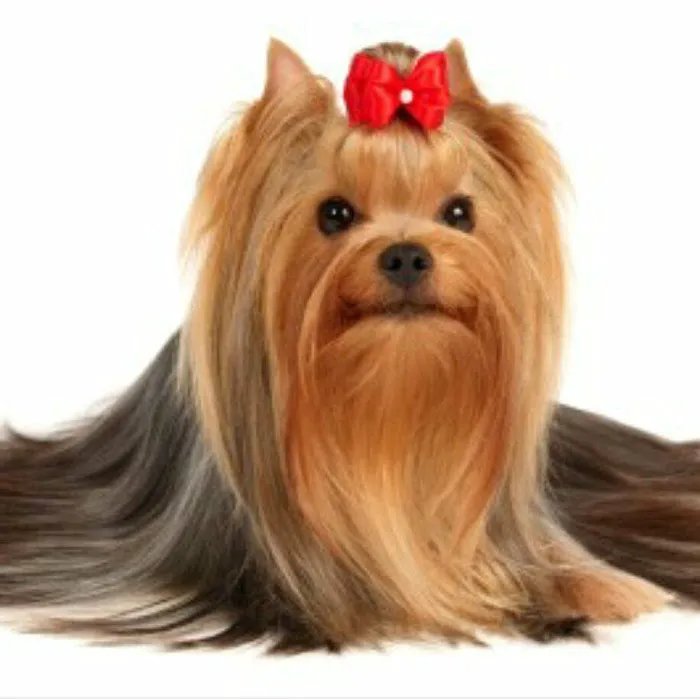 Created by Hand Pet Styling Picture 2