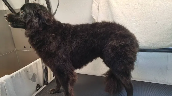 Created by Hand Pet Styling Picture 3