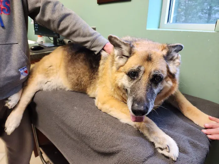 Veterinary Center of East Northport Picture 1