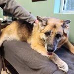 Veterinary Center of East Northport