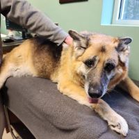 Veterinary Center of East Northport ico