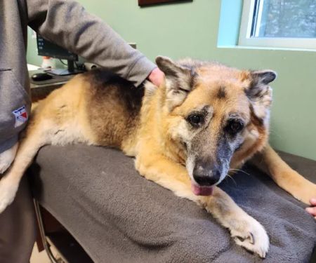 Veterinary Center of East Northport