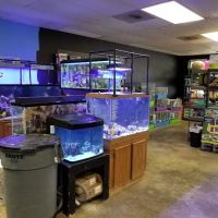 Rainforest Pets ico