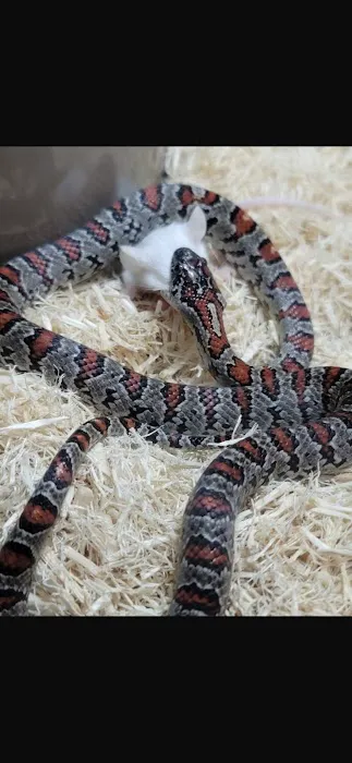 Rainforest Pets Picture 2