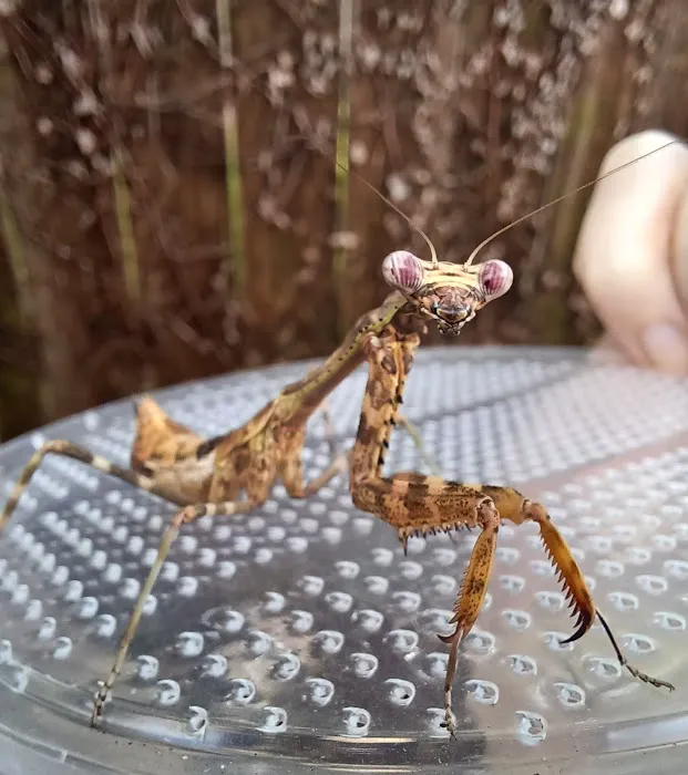 Rainforest Pets Picture 3