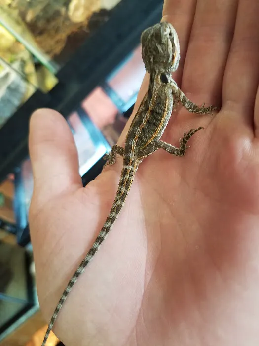 Rainforest Pets Picture 6