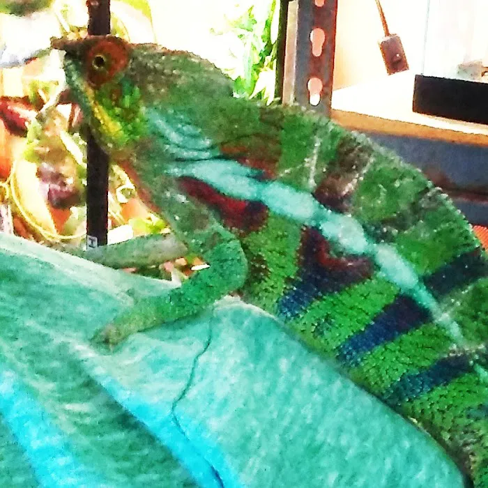 Rainforest Pets Picture 9