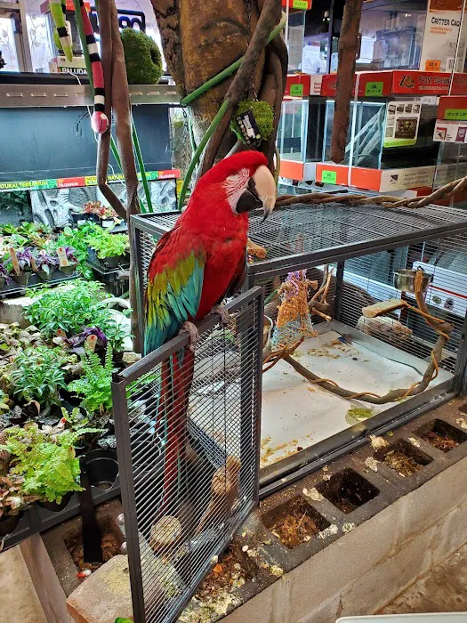 Rainforest Pets Picture 8