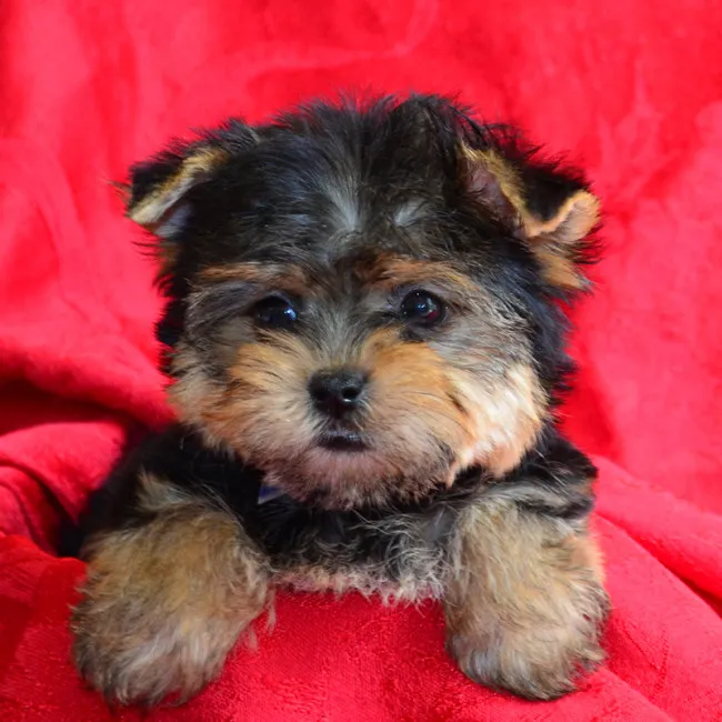FancyPups Picture 1