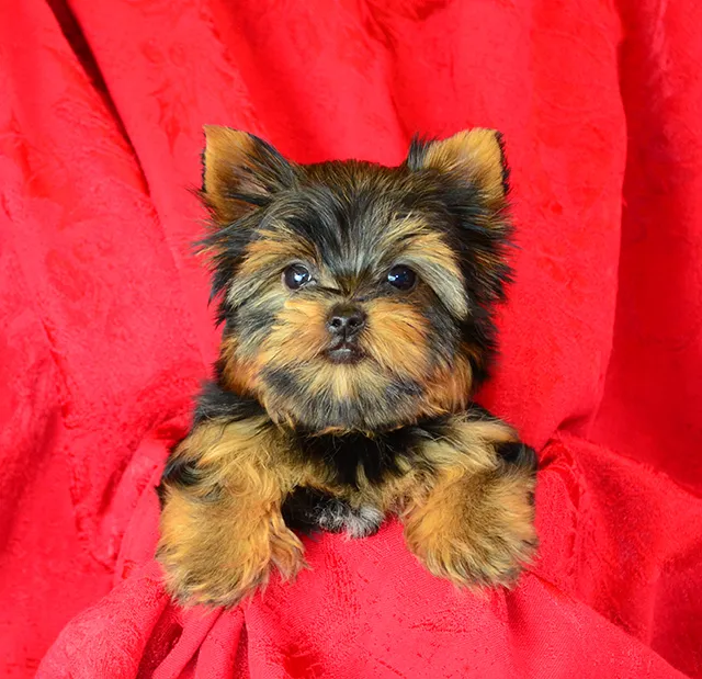 FancyPups Picture 2