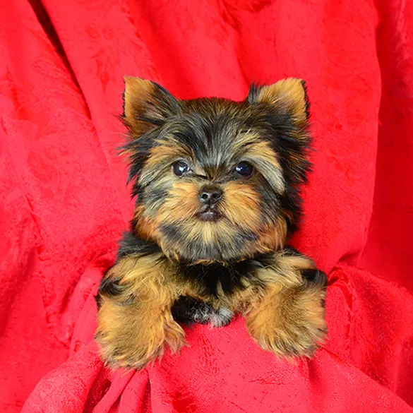 FancyPups Picture 5