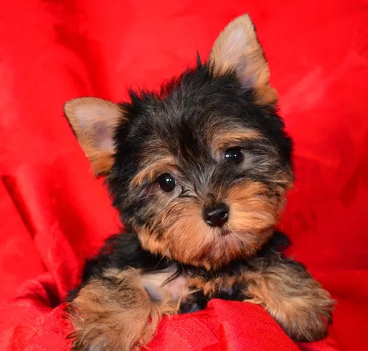 FancyPups Picture 7