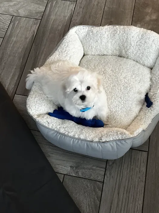 FancyPups Picture 10