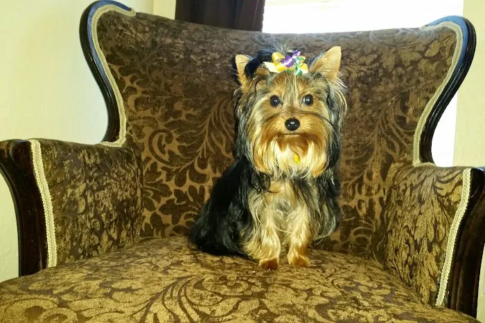 FancyPups Picture 3