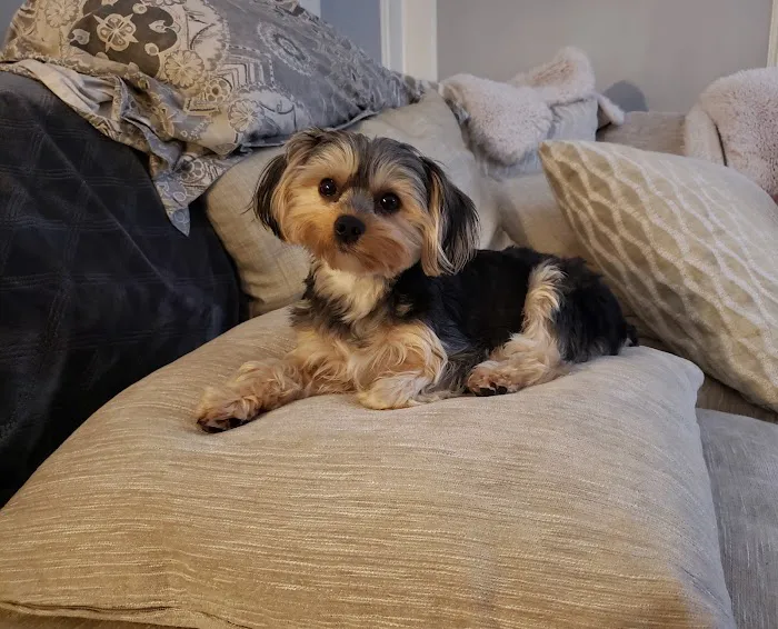 FancyPups Picture 6