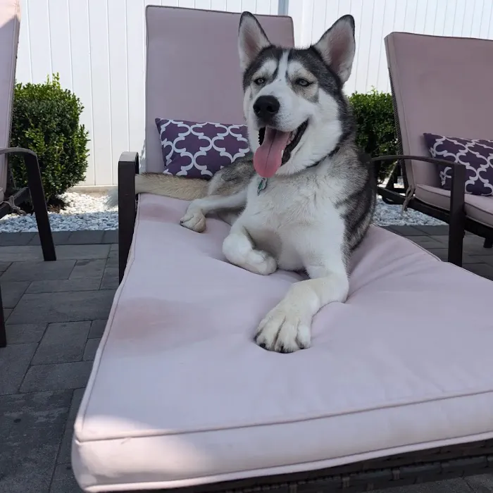 Peace Love Pets Veterinary Care, A Thrive Pet Healthcare Partner Picture 1