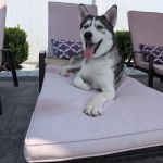 Peace Love Pets Veterinary Care, A Thrive Pet Healthcare Partner