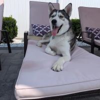 Peace Love Pets Veterinary Care, A Thrive Pet Healthcare Partner ico