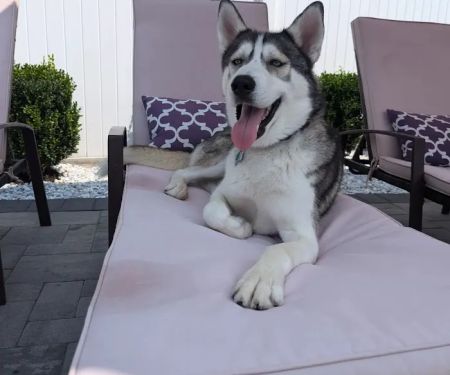 Peace Love Pets Veterinary Care, A Thrive Pet Healthcare Partner