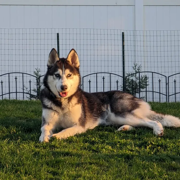 Peace Love Pets Veterinary Care, A Thrive Pet Healthcare Partner Picture 6