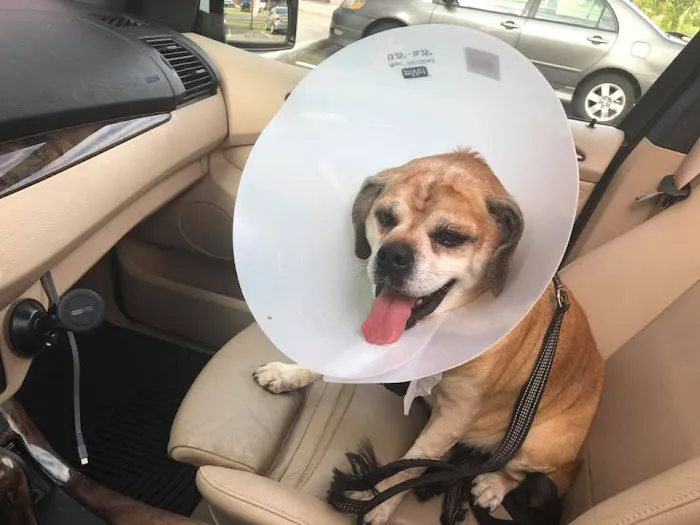 Peace Love Pets Veterinary Care, A Thrive Pet Healthcare Partner Picture 2