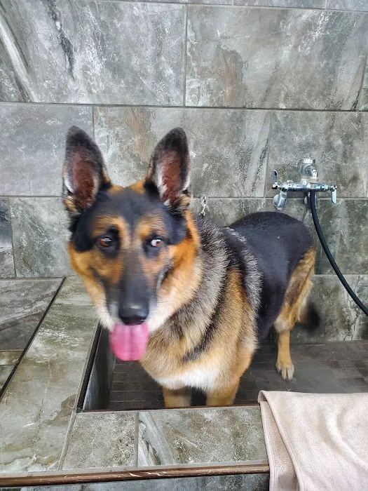 Pet Supermarket Picture 10