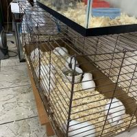 Xtreme Fish & Pets ico