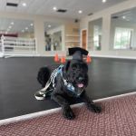 Healing Hands 4 Paws
