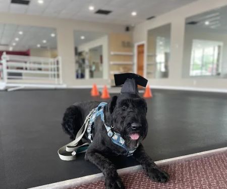 Healing Hands 4 Paws