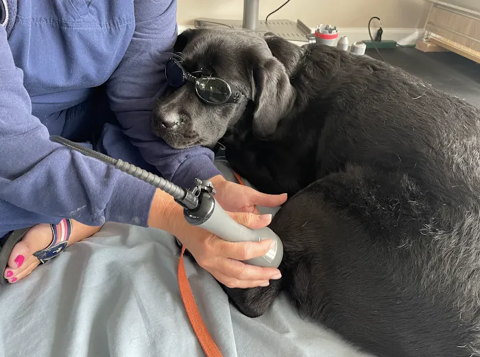 Healing Hands 4 Paws Picture 10
