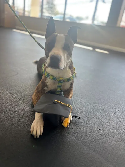 Healing Hands 4 Paws Picture 3
