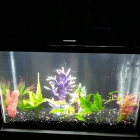 Benchmark Aquariums ico