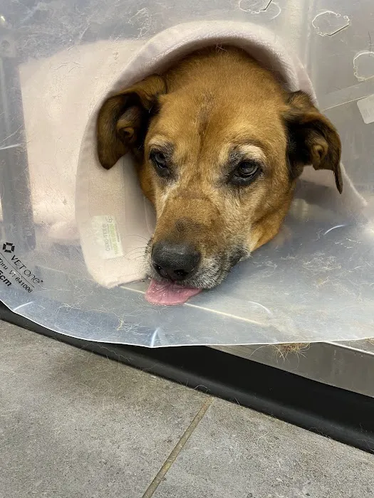 Banfield Pet Hospital Picture 5