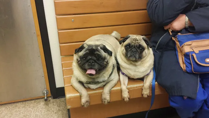 Banfield Pet Hospital Picture 1